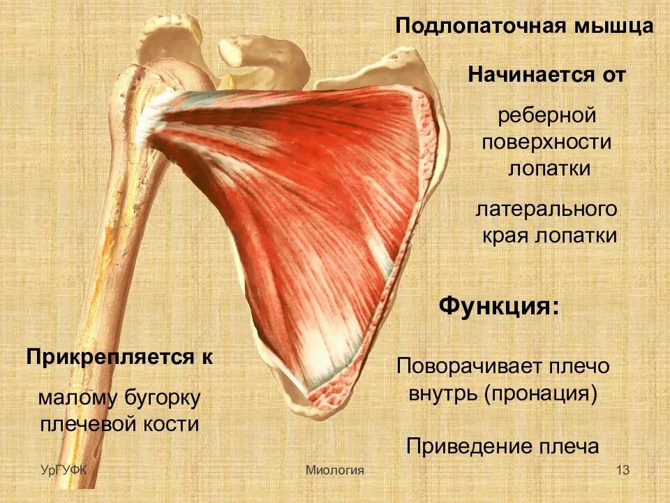 К чему крепятся мышцы. Прикрепление подлопаточной мышцы. Подлопаточная мышца плеча функции. Прикрепление сухожилия подлопаточной мышцы. Сухожилие подостная мышца плеча.