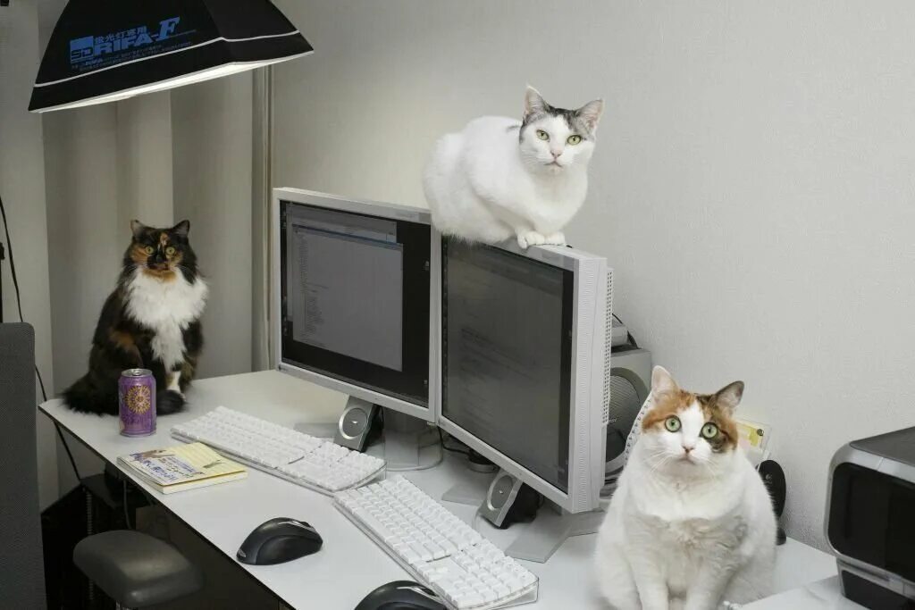 Кот в офисе. Коты за компьютером. Котик за компьютером в офисе. Кошка и компьютер.
