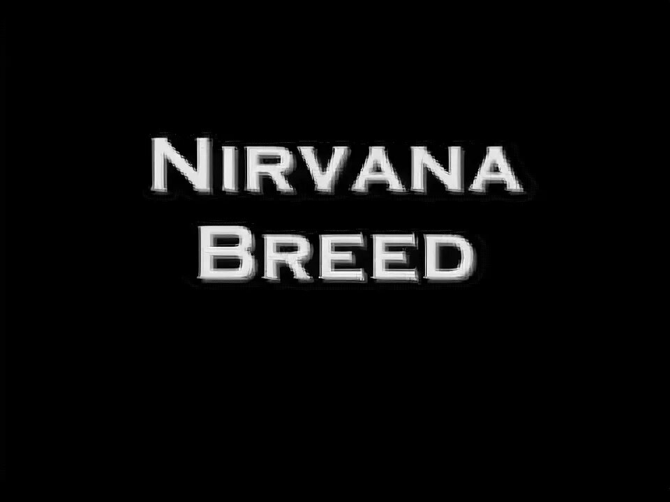 Breed текст. Breed nirvana. Nu breed welcome to my house. Breed nirvana cover. Breed текст.
