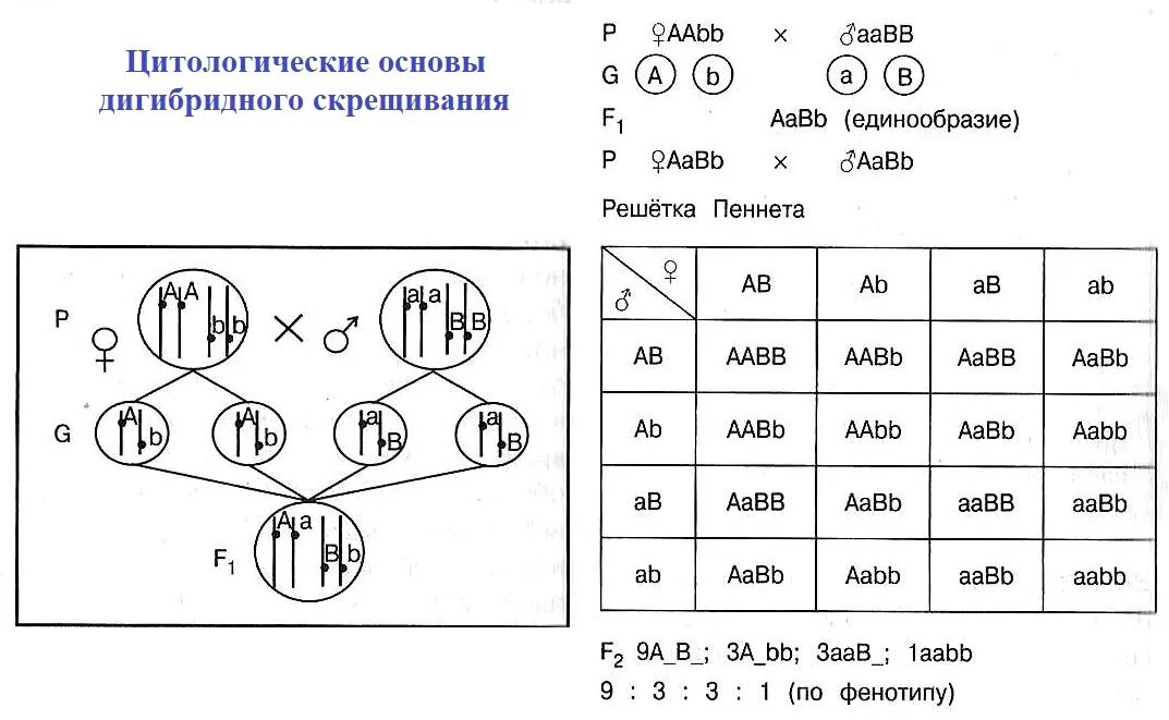 Дигибридное скрещивание схема скрещивания. Схема дигибридного скрещивания гороха. Независимое наследование решетка Пеннета. 2.Схему дигибридного скрещивания. Aabb aabb полное доминирование