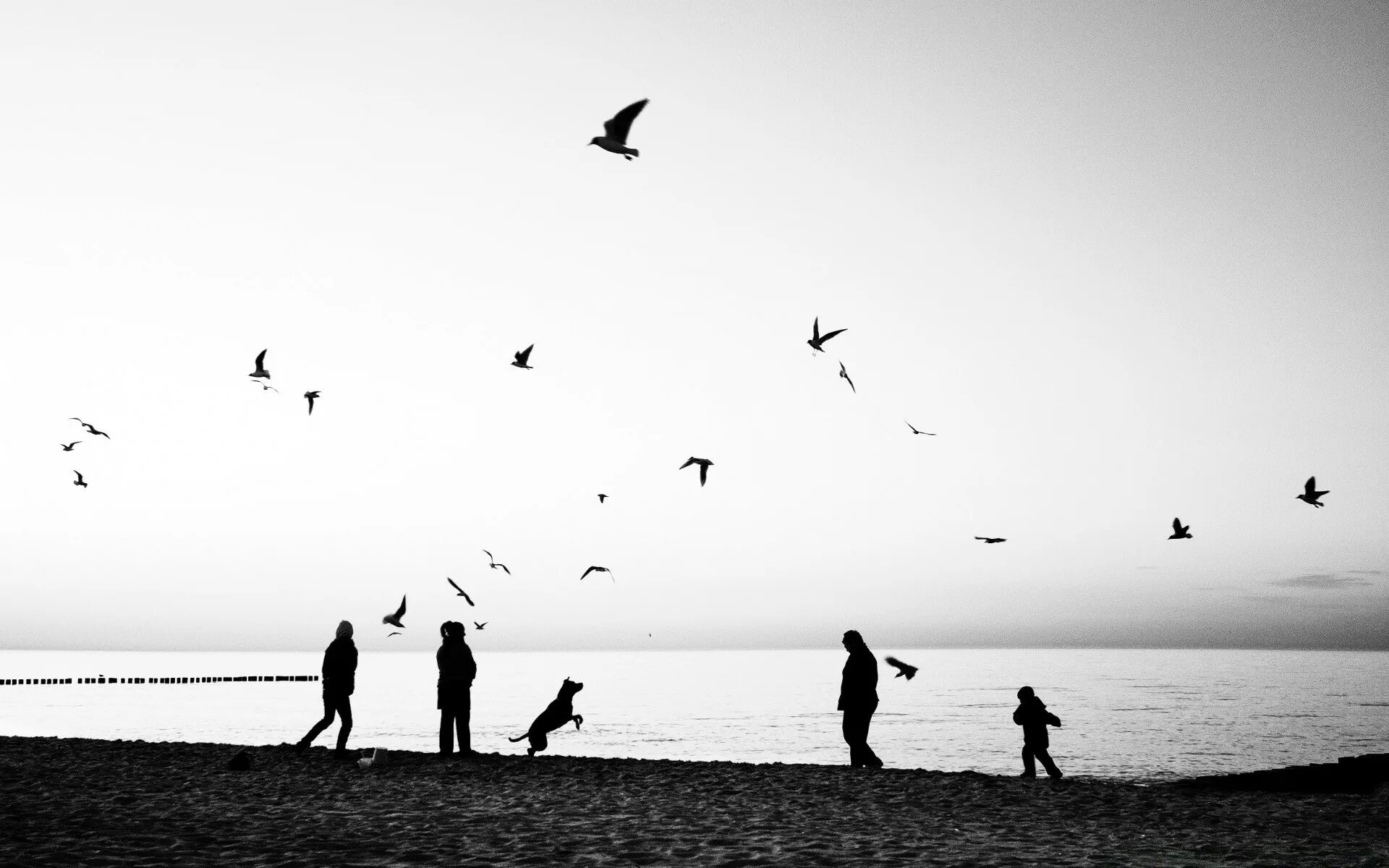 Алексеев вместе с птицами. Стая птиц. Море силуэт. Пляж монохром. Качественные картина пляж море птицы черно белая.