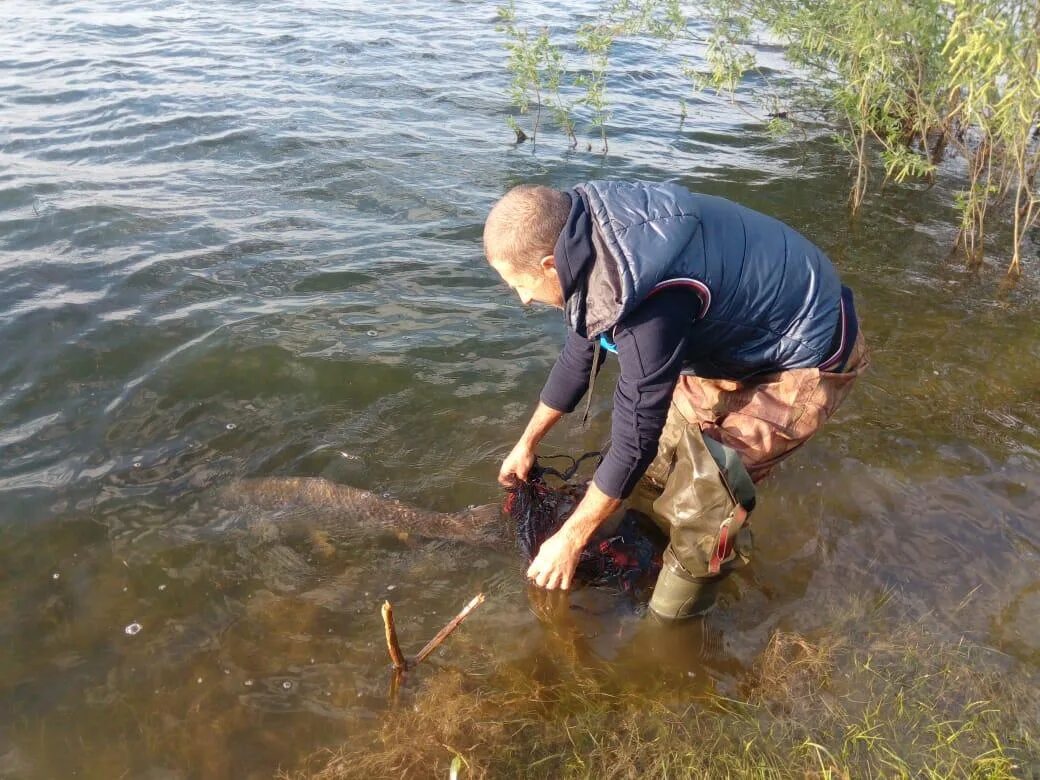 Сайт рыбаков алтайских рыбалка. Сазан в Алтайском крае. Алтайский Рыбак. Сазан улов рыбаков. Сазан на Алтае.