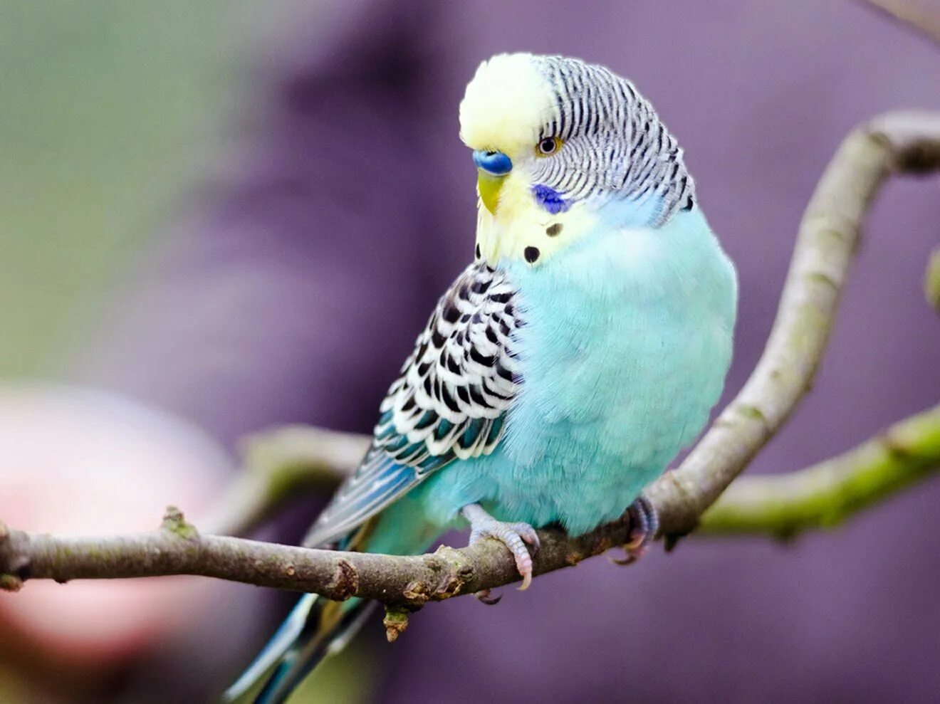 Чика для волнистых попугаев. Волнистый попугайчик голубой. Волнистый попугайчик голубой. Попугаи волнистые попугайчики. Волнистый попугайчик голубожелтый.
