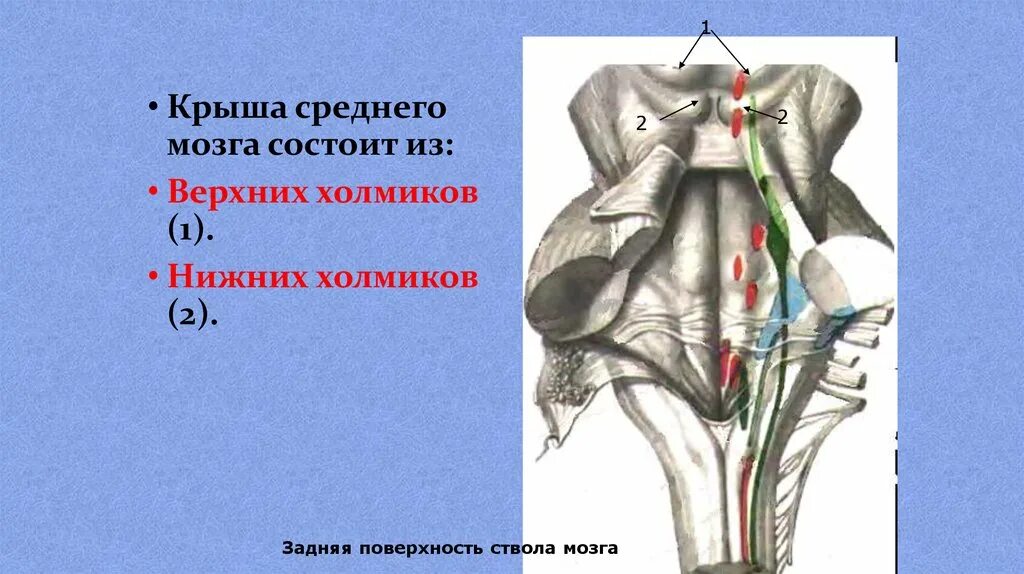 2 холмика. 2 холмика. Средний мозг строение четверохолмие. 2 холмика. Серый бугор промежуточного мозга.