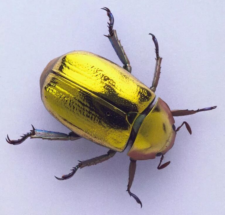 Chrysina resplendens. Chrysina Жук. Золотой Майский Жук. Скарабей,бронзовка Жук.