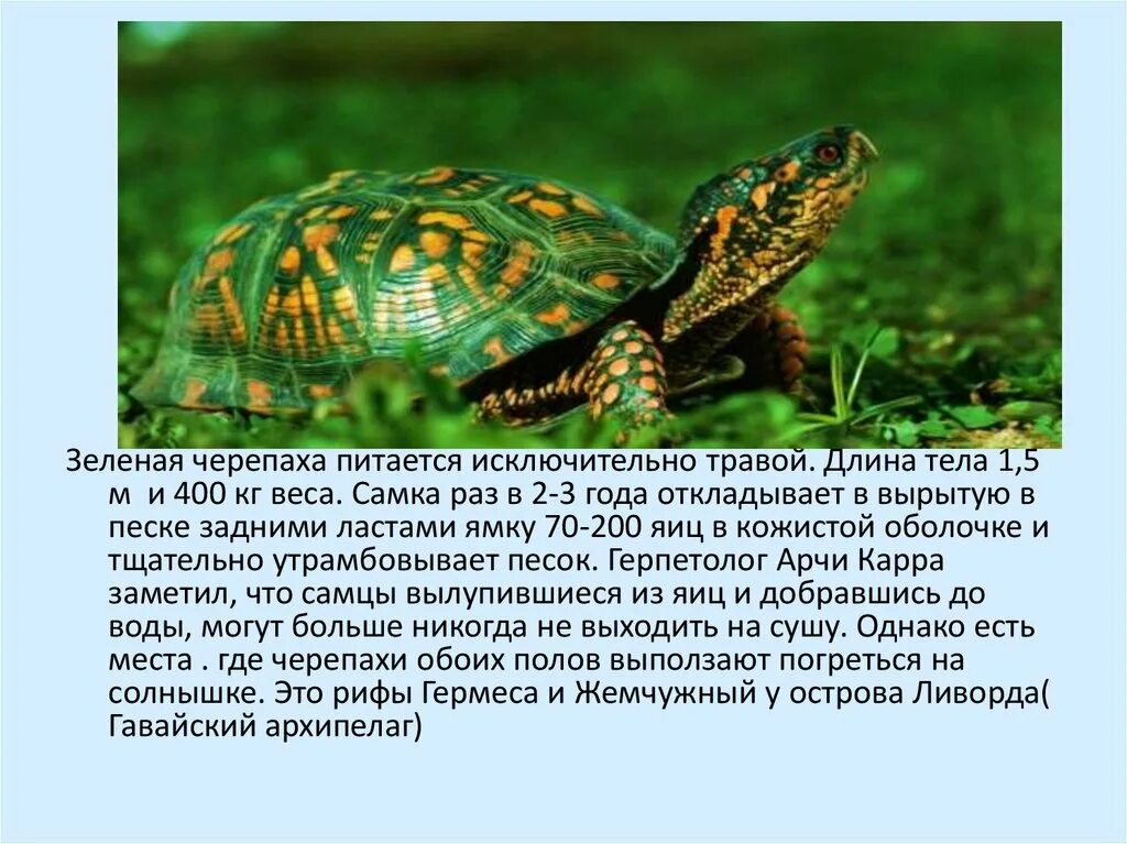 Доклад про черепаху. Черепаха для презентации. Зелёная черепаха доклад. Черепахи презентация 7 класс. Значение черепах в природе и жизни человека