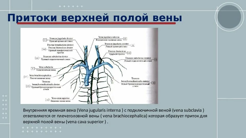 Нижняя полая вена образуется. Подключичная Вена и яремная Вена. Сосуды образующие верхнюю полую Вену. Подключичная Вена притоки.