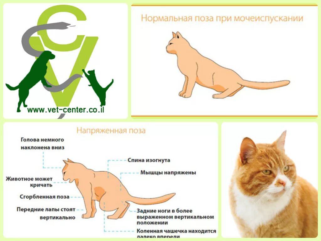 Какие симптомы у кота. Мочекаменная болезнь мкб у кота. симптомы мкб у кота. мочекаменная болезнь у котов симптомы. профилактика мкб у кошек.