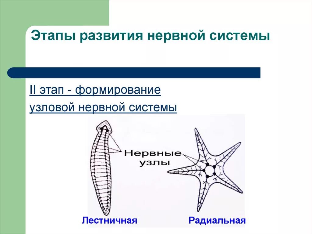 Развитие нервной системы и поведения. Формирование Узловой нервной системы. Эволюция нервной системы этапы развития нервной системы. Филогенез нервной системы беспозвоночных кратко. Эволюция нервной системы сетчатая-Узловая- трубчатая.