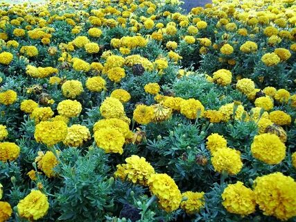 Бархатцы низкорослые