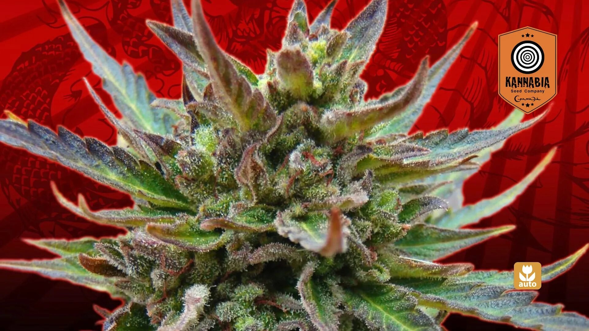 Auto by. B.lee auto fem. cookie haze. most potent autoflower strain 2018. deep seed company.