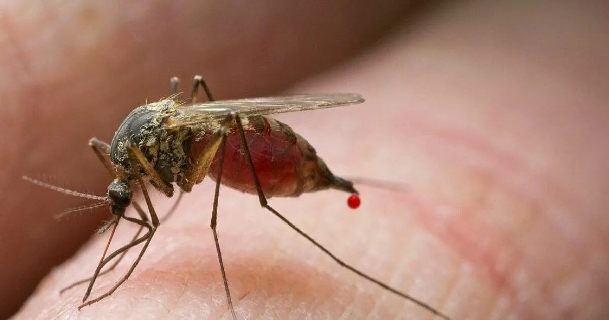 Кровососущие насекомые комары. Кровососущие насекомые Муха. Кровососущие Двукрылые насекомые. Кровосос комар.