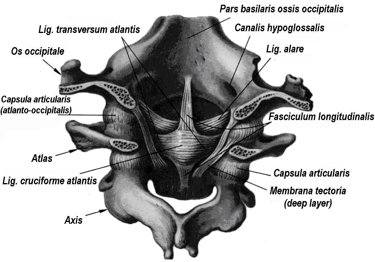 Соединения между затылочной костью. Связки атланто осевого сустава анатомия. Срединный атлантоосевой сустав. Строение срединный атлантоосевой сустав анатомия. Латеральный атланто затылочный сустав.