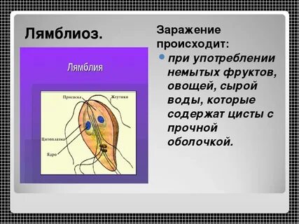 Лямблия профилактика