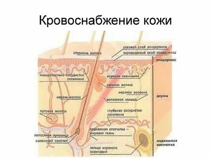 К поверхности кожи