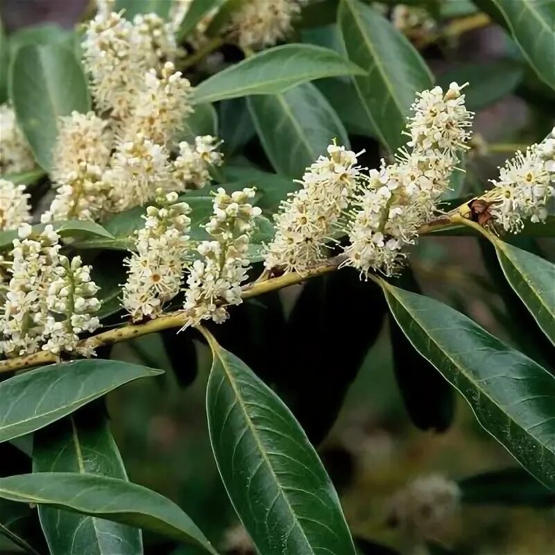 Cherry Laurel Branch in a Park Stock Photo - Image of branch, laurel: 110143970