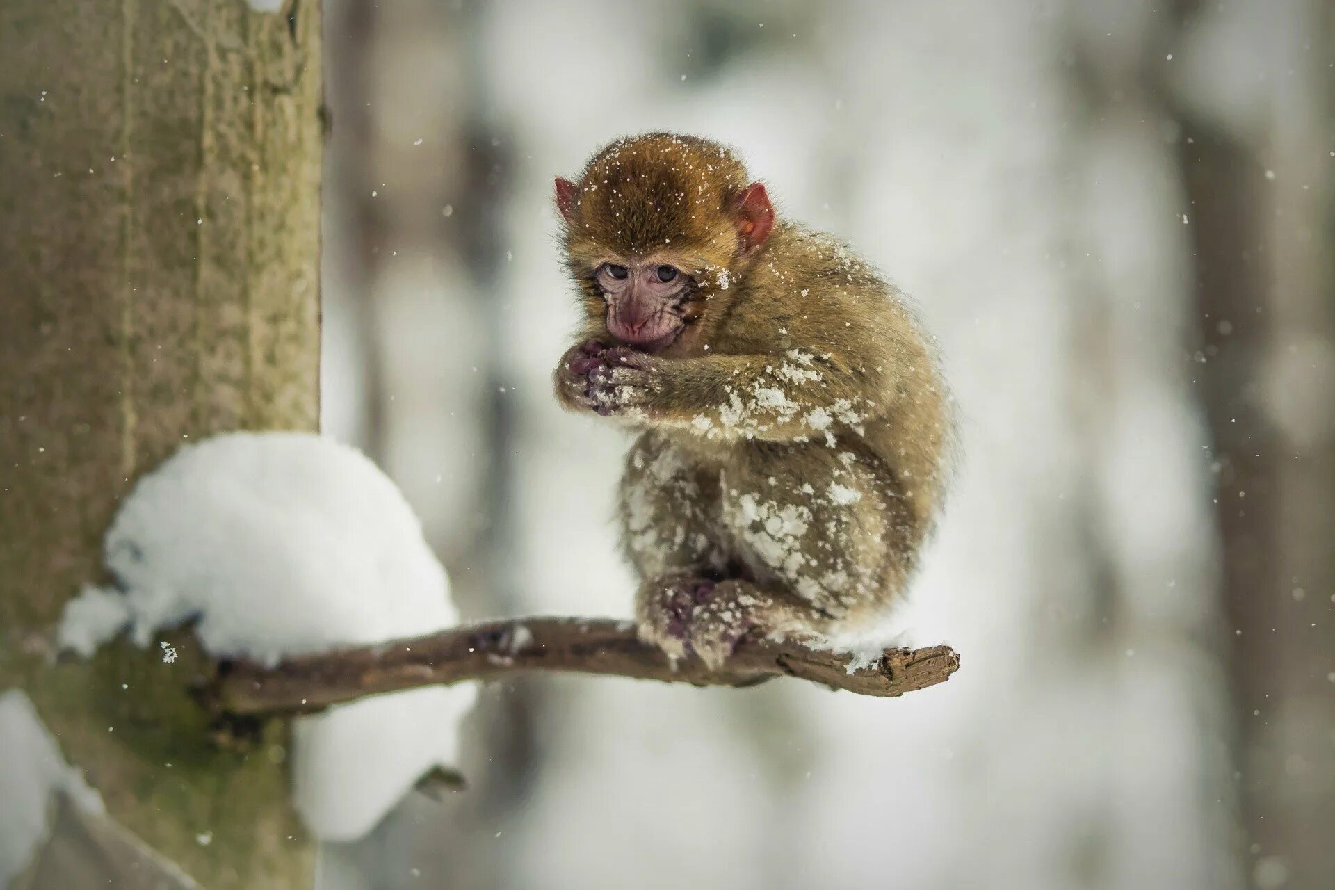 Frozen monkey. Обезьяна зимой. Обезьяна в снегу. Снежные обезьяны. Мартышка в снегу.