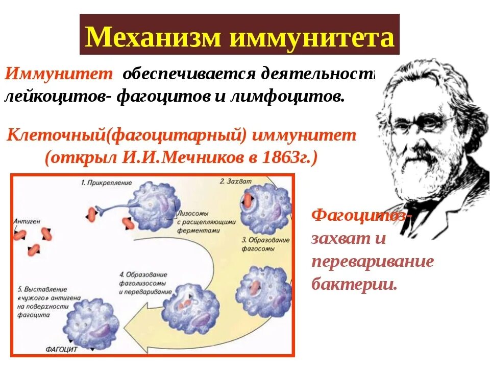 В эксперименте исследователь изучал иммунную. Иммунитет. Иммунитет презентация. Работа иммунной системы. Иммунитет человека биология.