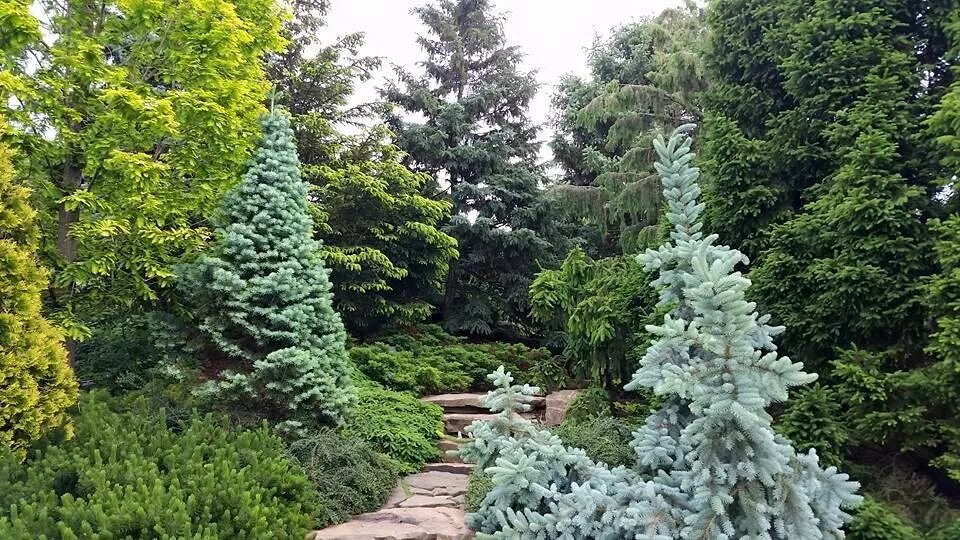 Парк голубых елей. Парк голубых елей. Парк с голубыми елями. Владимир голубая ель. Голубая ель нальчик.