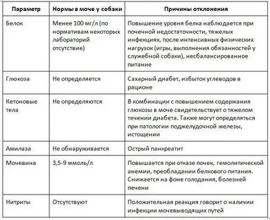 Почему у кота пахнет моча