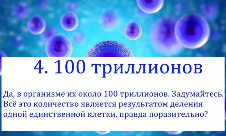 7 триллионов. Сколько клеток в организме человека. Сколько клеток в теле человека. Клетка организма. Сколько клеток в человеке.