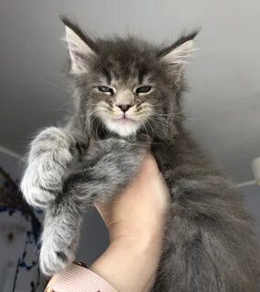 Кот мейн кун мальчик