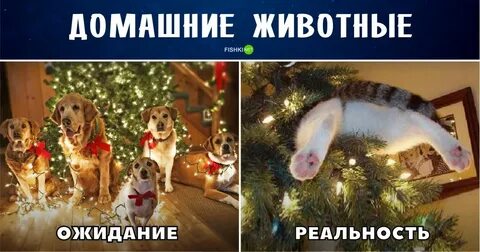 Ожидание реальность новое