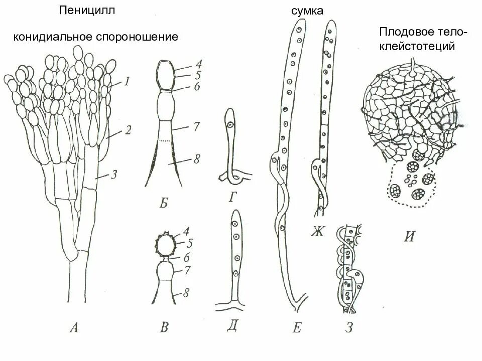 Какое значение гриба пеницилла в жизни человека. Строение плесени пеницилл. Конидиальное спороношение пеницилла. Пеницилл строение клетки. Гриб пеницилл строение.