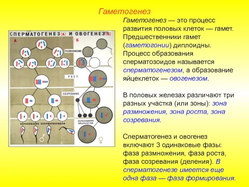 Фаза созревания гаметогенеза. Гаметогенез презентация 10 класс профильный уровень. Гаметогенез и оплодотворение. Гаметогенез схема.