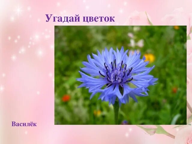Отгадай цветок