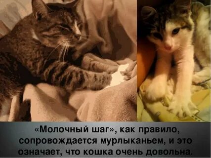 Почему коты топчут