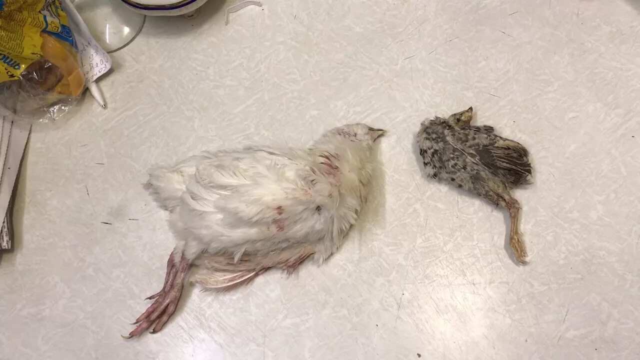 Перепила видео