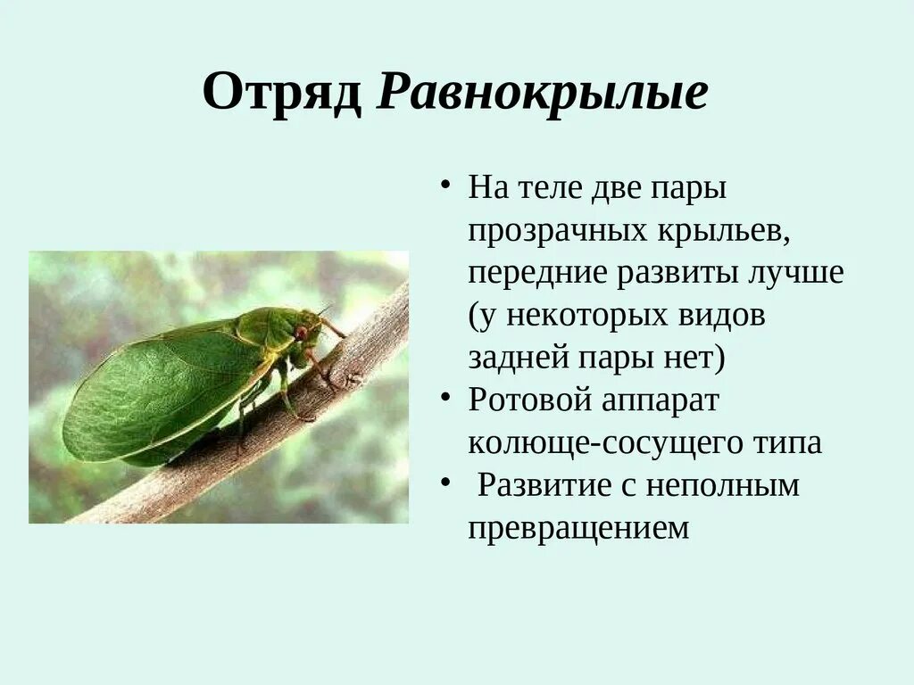 Место обитания насекомых таблица