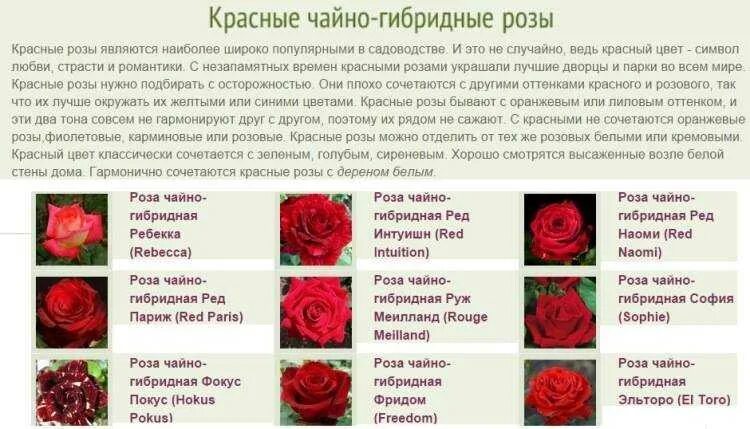 Название роз чайно-гибридных. Сорта роз по цвету.