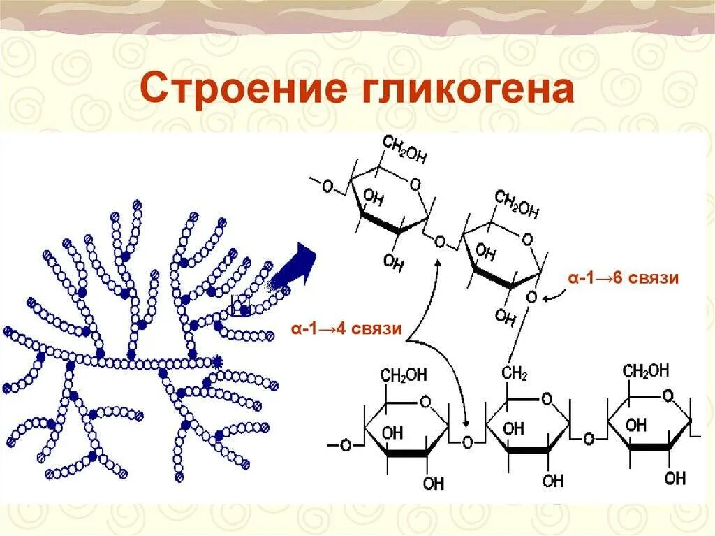 Гликоген строение молекулы. Строение гликогена биохимия. Гликоген формула и структура. Химическая структура гликогена.