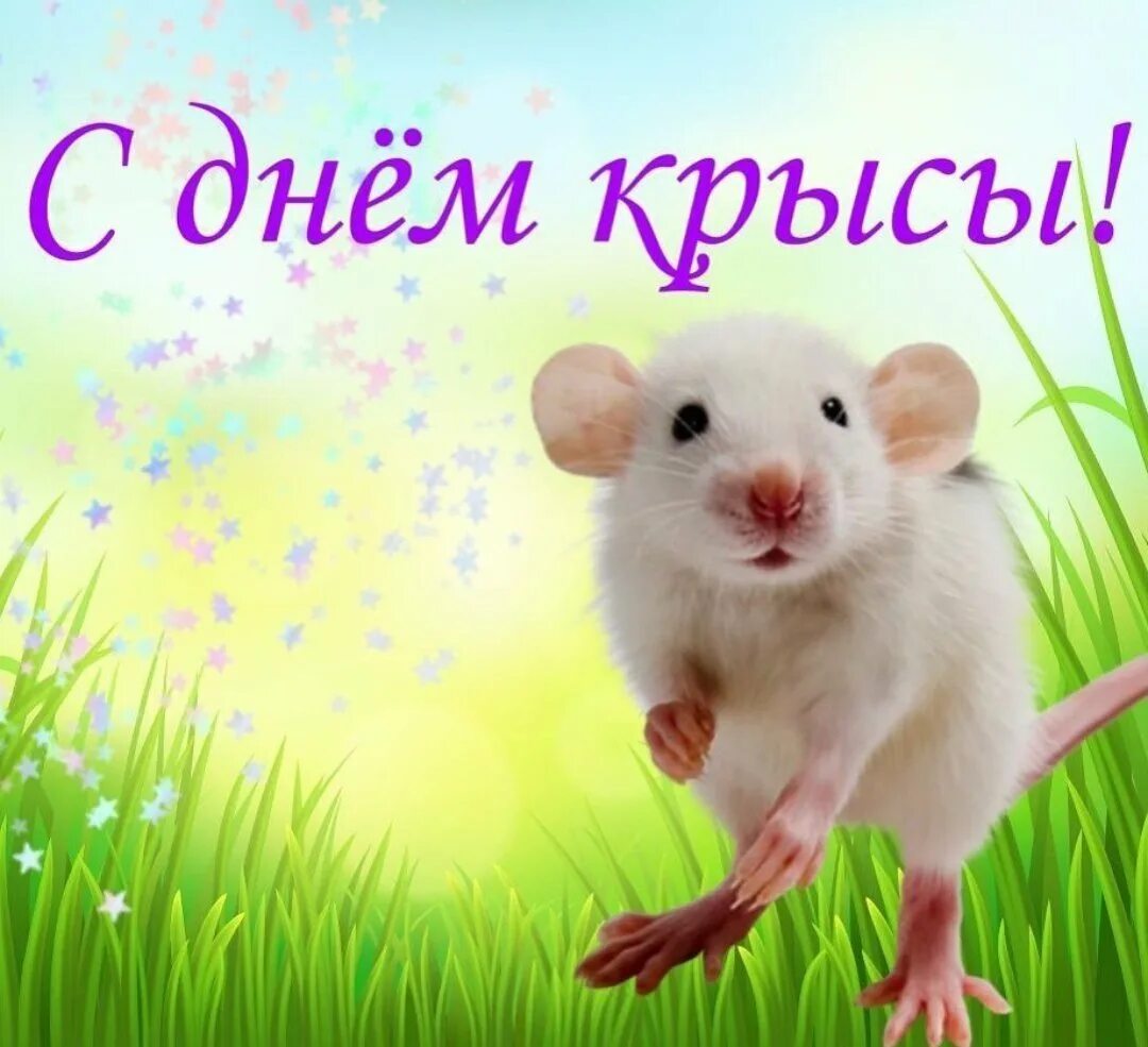 С днем рождения мышка. Открытки с днем рождения с крысами. Крыски милые смешные. Мышка с цветочком. Кудрявый мышонок.