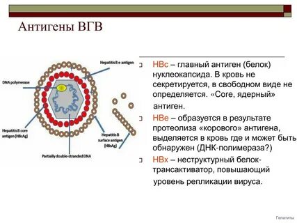 Антигены вирусов