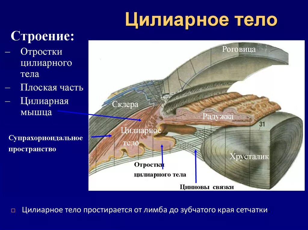 Цилиарное тело глаза анатомия. Строение ресничного тела. Ресничное тело строение и функции. Строение ресничного тела. Ресничное цилиарное тело.
