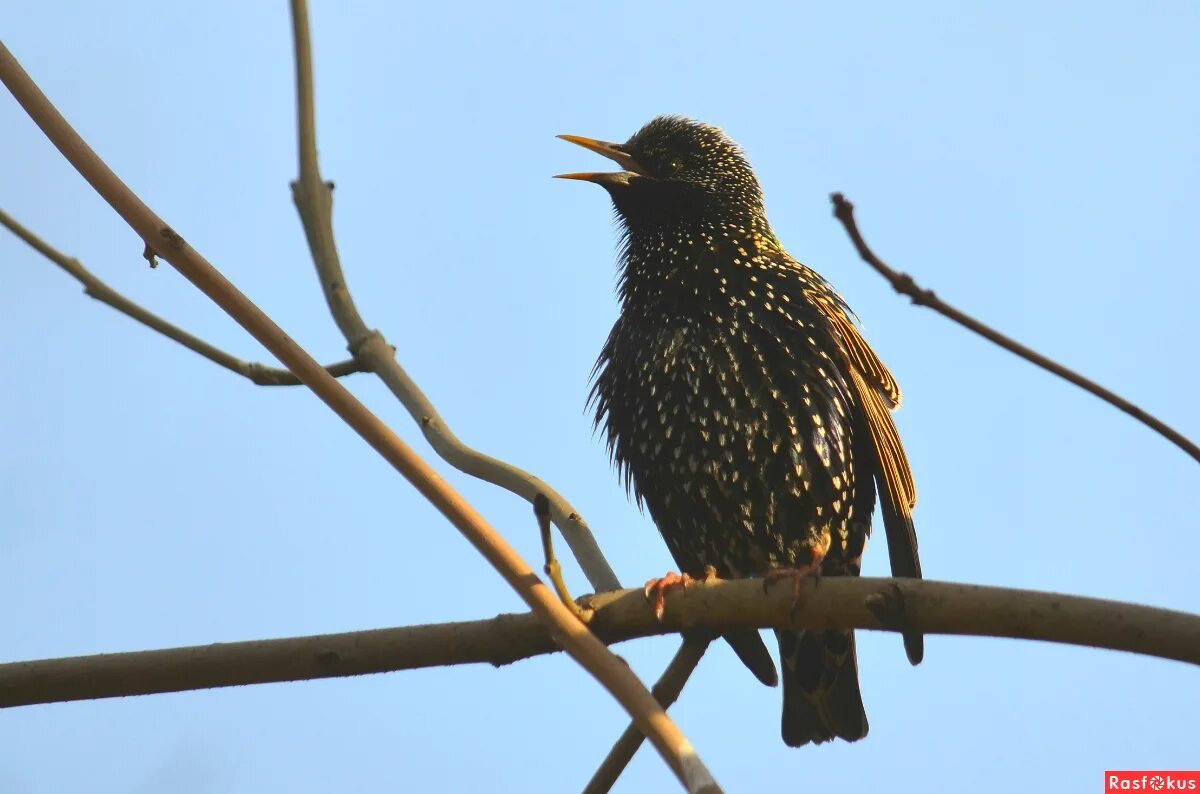 песня скворец. скворец птичка певчая. скворец. птицы на даче. птицы на даче фото.