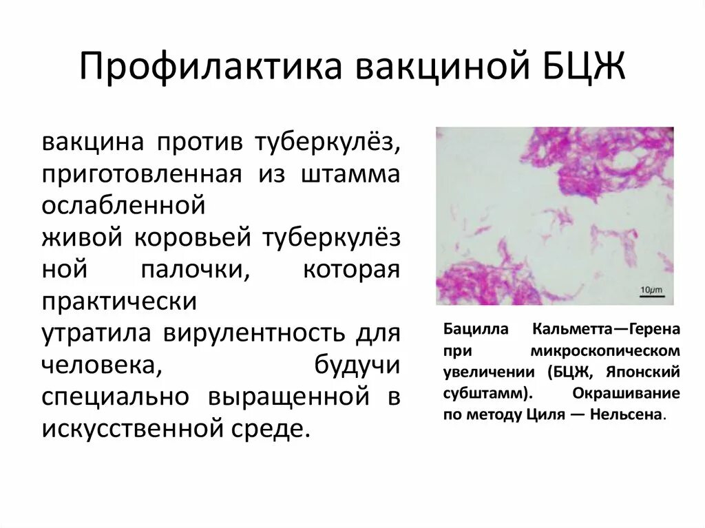 Штамм туберкулеза в великобритании. Вакцина для профилактики туберкулеза. Профилактические прививки БЦЖ. БЦЖ профилактика туберкулеза. Профилактика вакцинация БЦЖ.