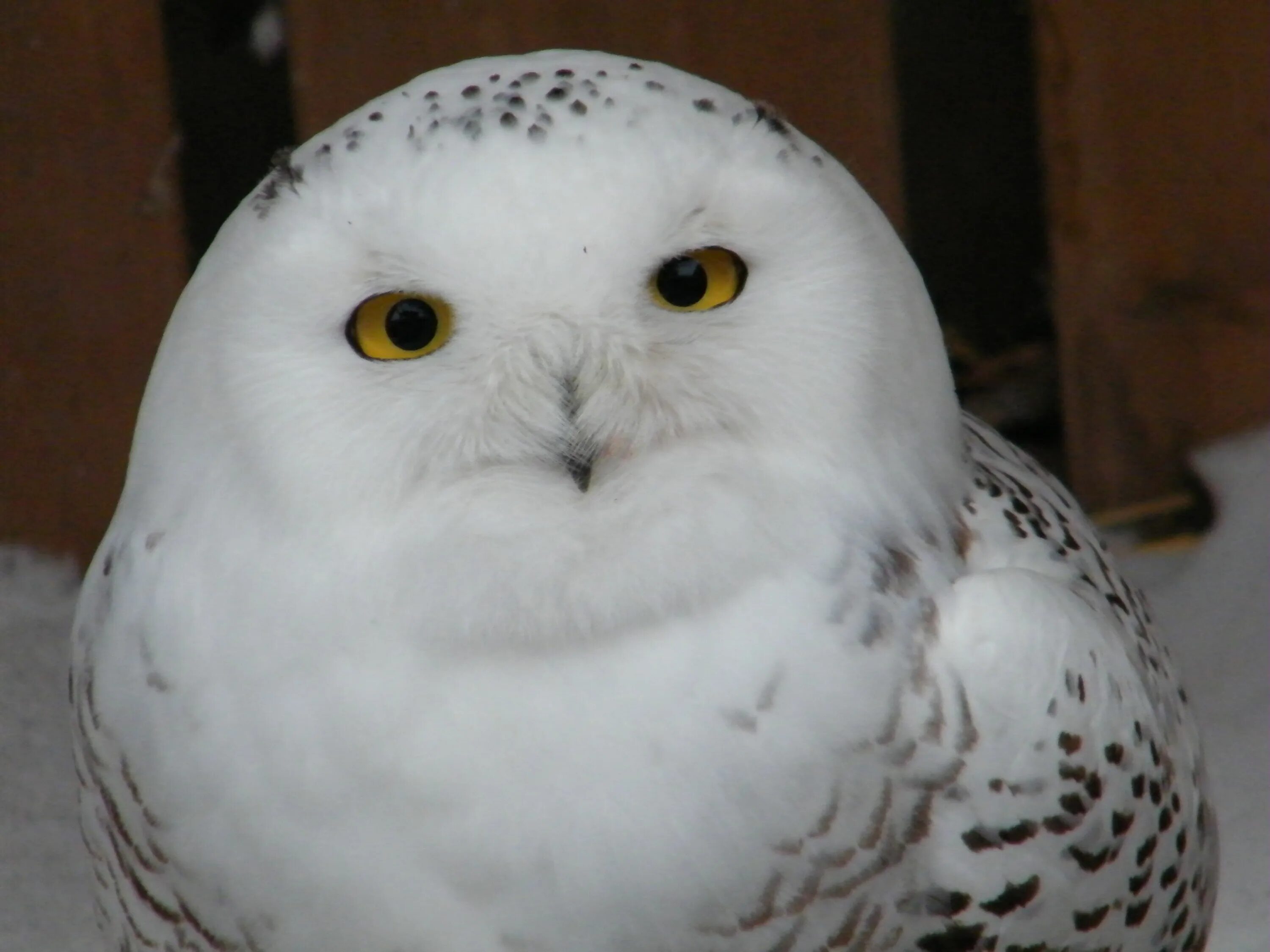 Полярная сова воеводин. Совы полярные. полярная сова белуха. snow owl куртки. белая сова.