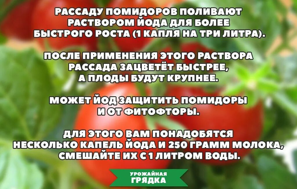 Все про огород и дачу полезные. Полезные советы для садоводов. сад и огород полезные советы. советы для огородников. советы садоводам.