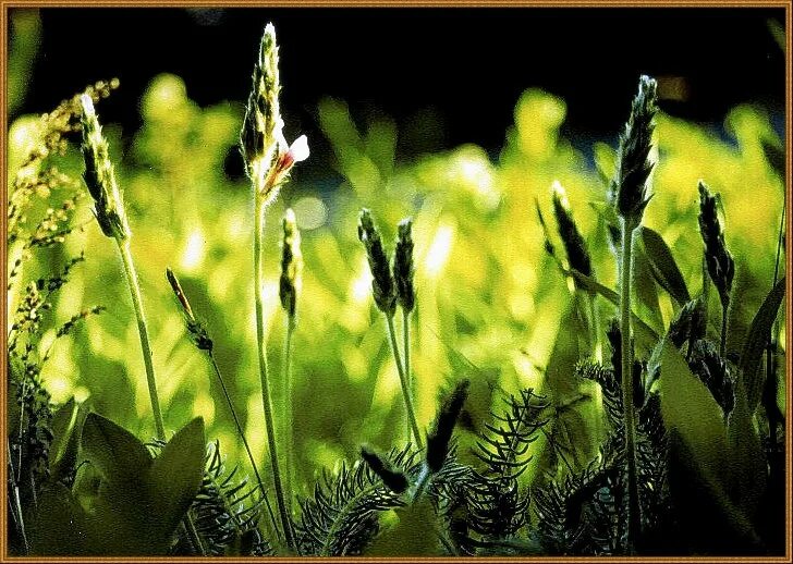 Придорожные травы. Придорожная трава. 1987 - Придорожная трава. Мягкая Придорожная трава. Зелёная зелёная трава песня.