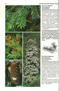 Хвойное вечнозеленое растение занесенное в красную книгу