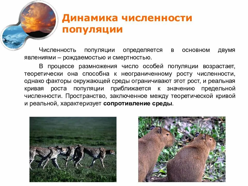 Сколько популяций. Популяция это в экологии. Динамика популяций это в экологии. Динамика численности популяции. Динамика численности популяции это в биологии.