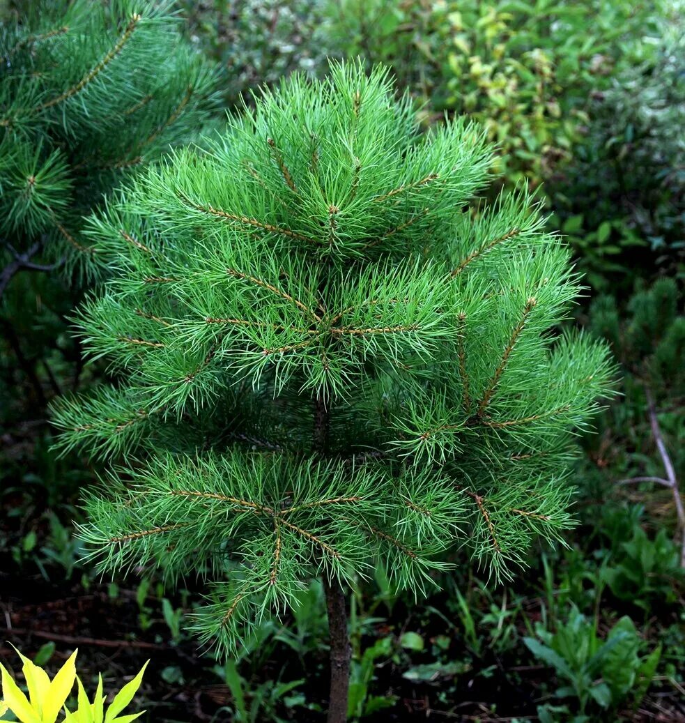 Формирование хвойных. Сосна Горная ниваки. Pinus Sylvestris Bonna. Сосна обыкновенная габитус. Сосна обыкновенная norske Typ.