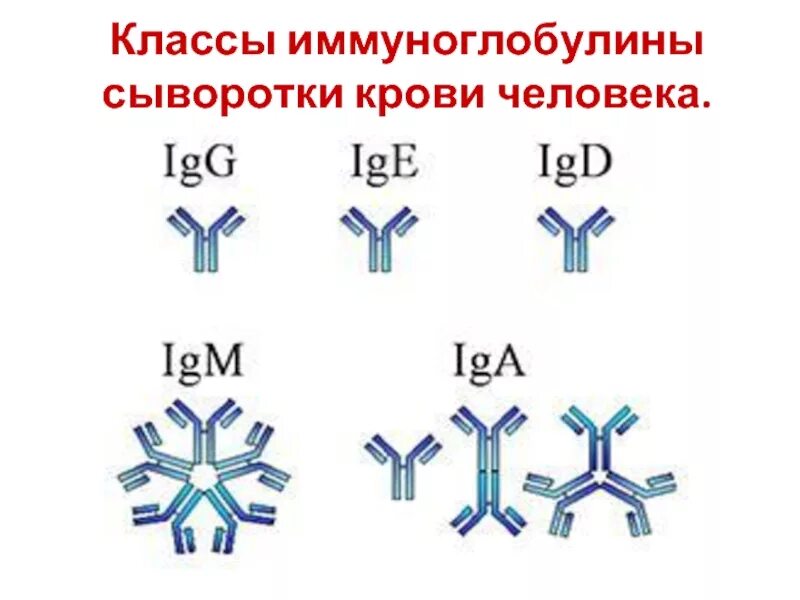 Иммуноглобулины. Иммуноглобулин класса е. Строение иммуноглобулина. Молекула иммуноглобулина.