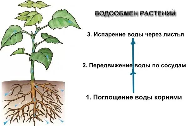 Транспирация физиология растений. Показатель водообмена растений. Процессы при транспирации воды у растений. Кутикулярная транспирация.