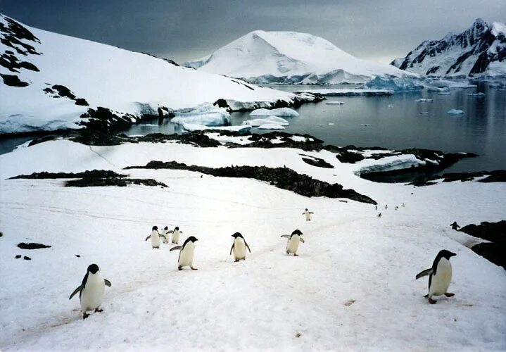 Антарктический пингвин. Путешественники и ученые в антарктиде. Аборигены антарктиды. Королевский пингвин в антарктиде. Пингвины в антарктиде.
