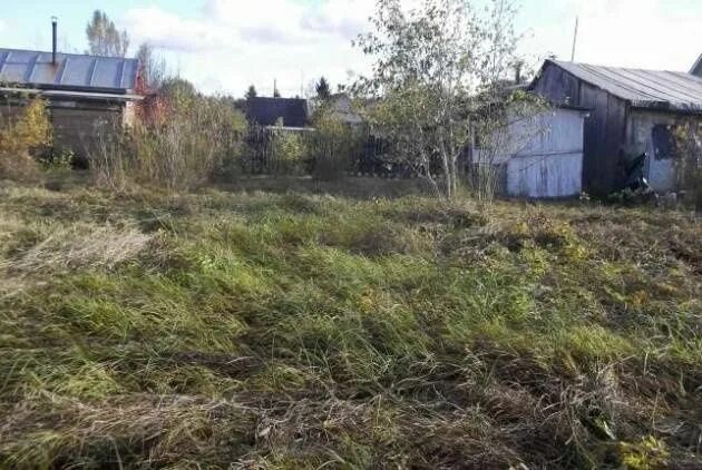 Купил заросший участок. Заросший участок. неухоженный участок. неухоженный дачный участок. заброшенный участок.